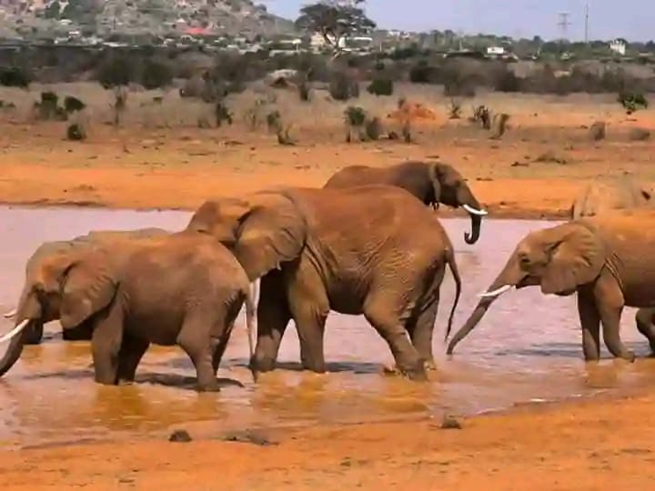 Amboseli National Park