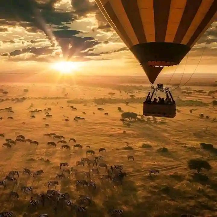 Elephants at sunset