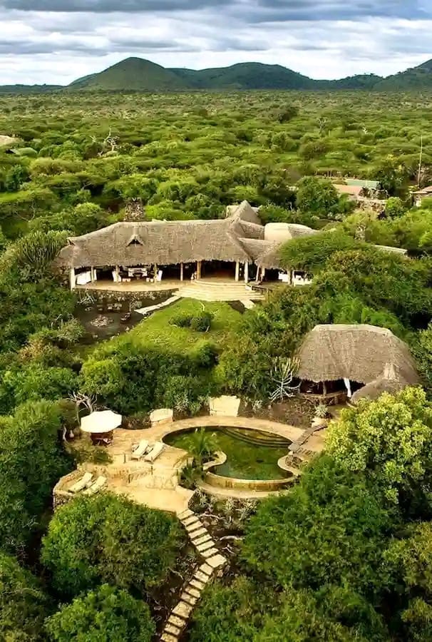 Zebras grazing