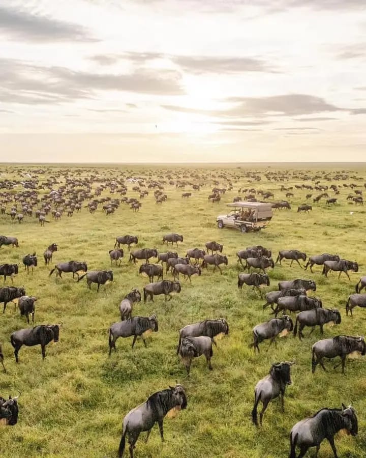 Maasai Mara